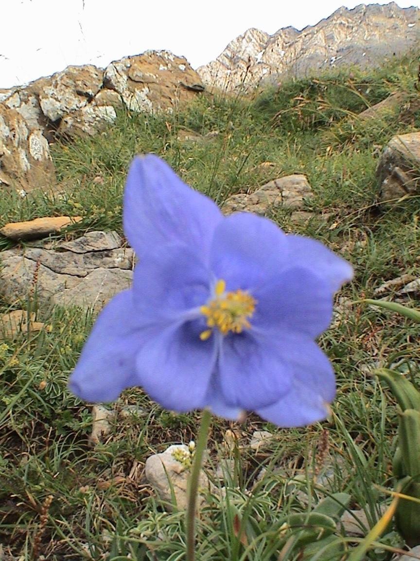 Pinarillos Sarvise Luaran gambar